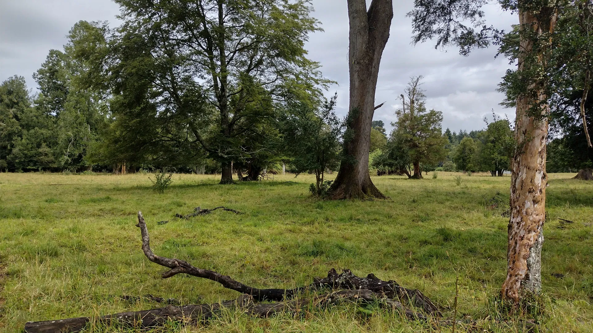 Fundo Puyehue vista aérea 7