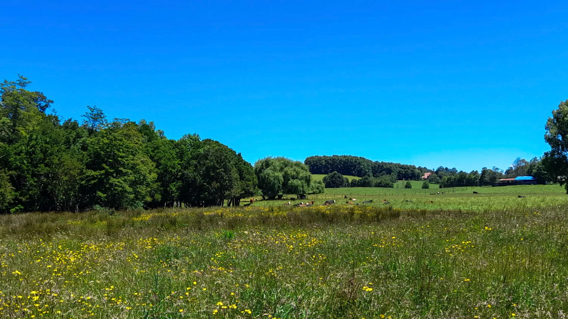 fundo puyehue vista aerea 4