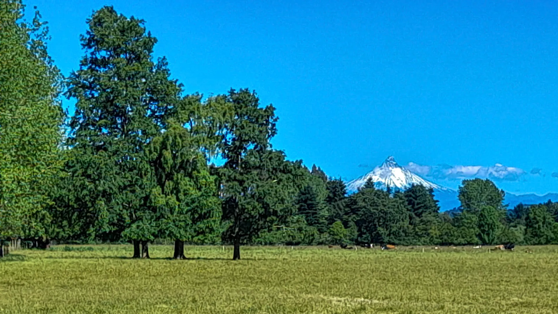 fundo puyehue vista aerea 5